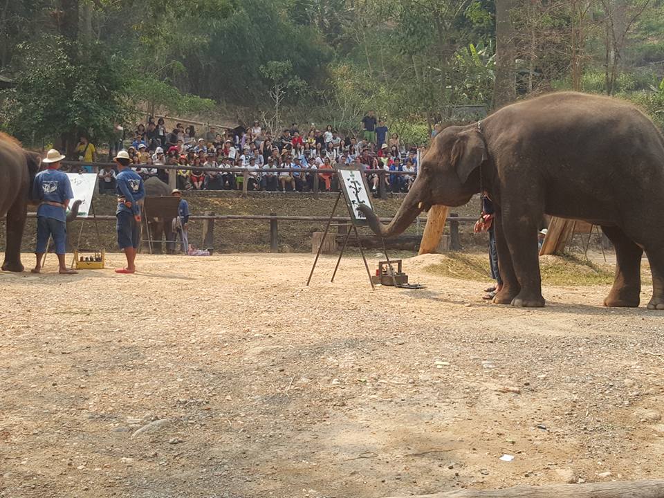 elephant camp thailand